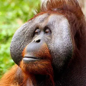 Close-up of an orangutan with a blurred green background