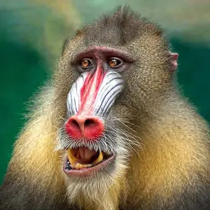 Close-up of a mandrill monkey with a colorful face against a blurred natural background