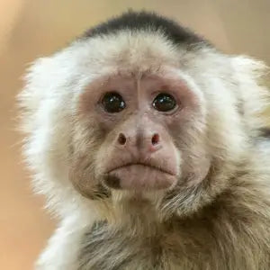 Close-up of a capuchin monkey with a neutral expression.