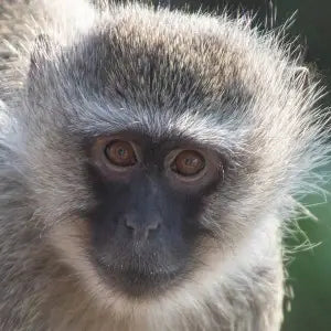 Close-up of a monkey with a blurred green background