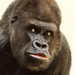Close-up of a gorilla's face with a neutral expression on a beige background