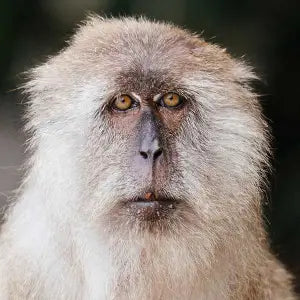Close-up of a monkey with a neutral expression against a dark background