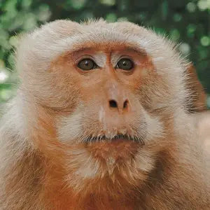 Close-up of a monkey with a blurred green background