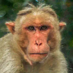 Close-up of a monkey with a blurred background