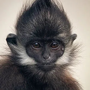 Close-up of a baby monkey with dark fur and white cheeks on a plain background